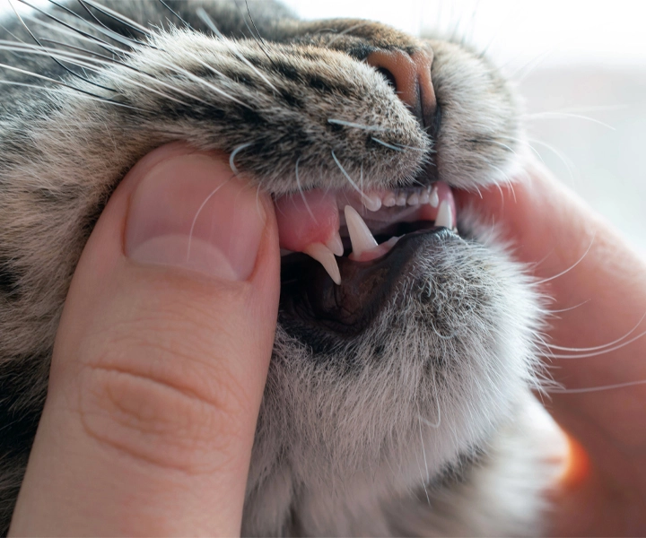 checking a kitten's gums