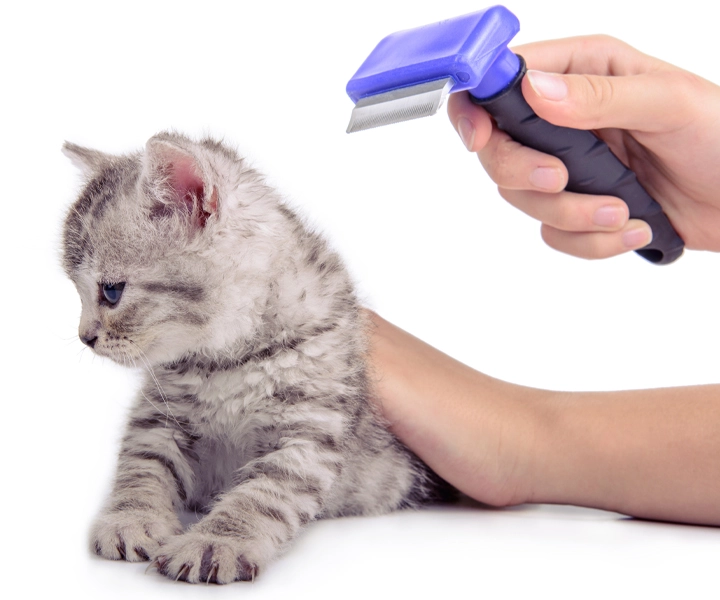 combing a kitten for fleas