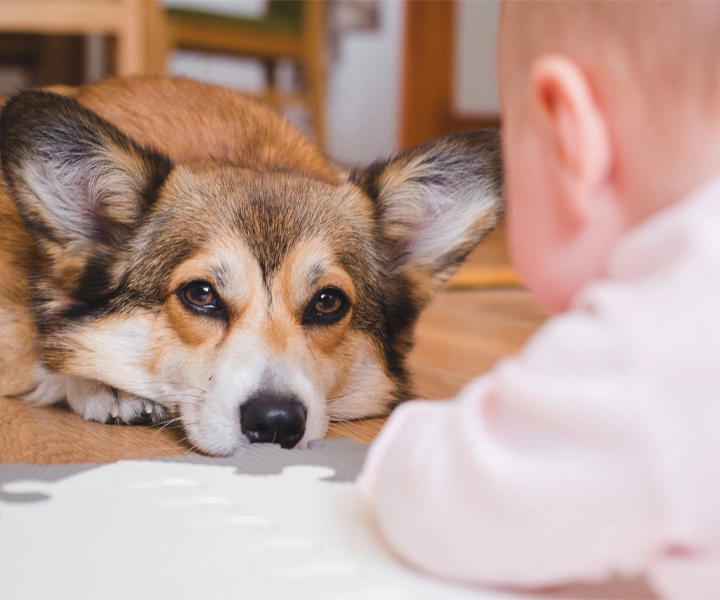 corgi with a baby