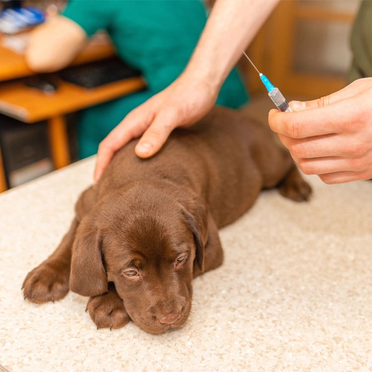 dog getting a vaccination