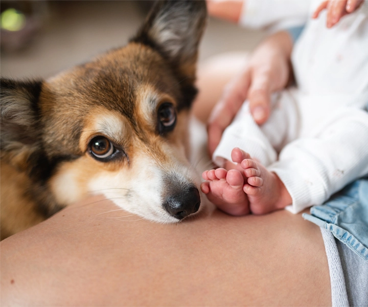 dog with baby