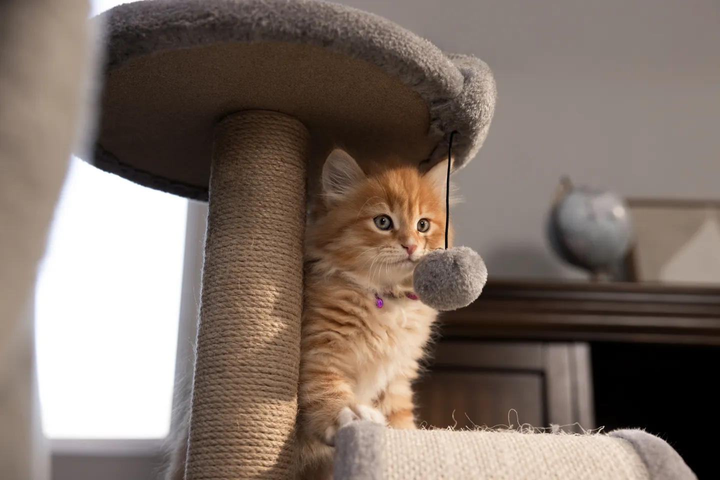 kitten