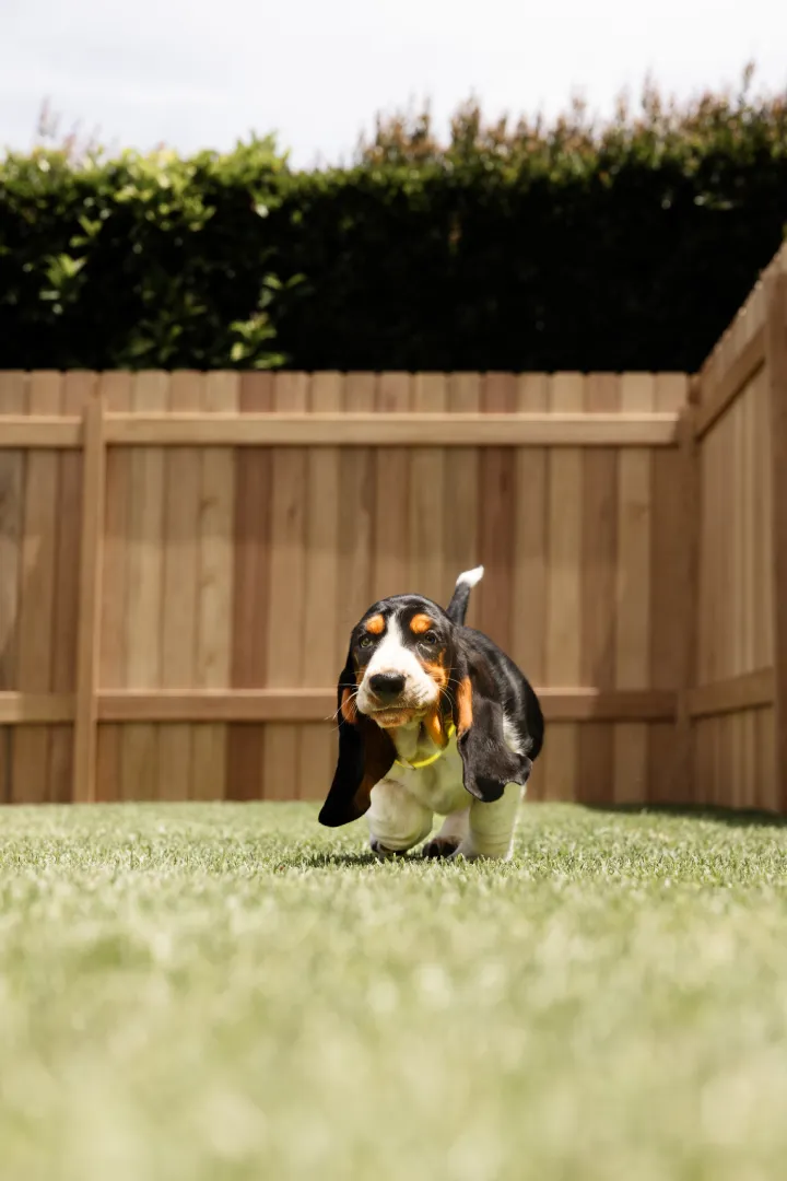 dog in backyard