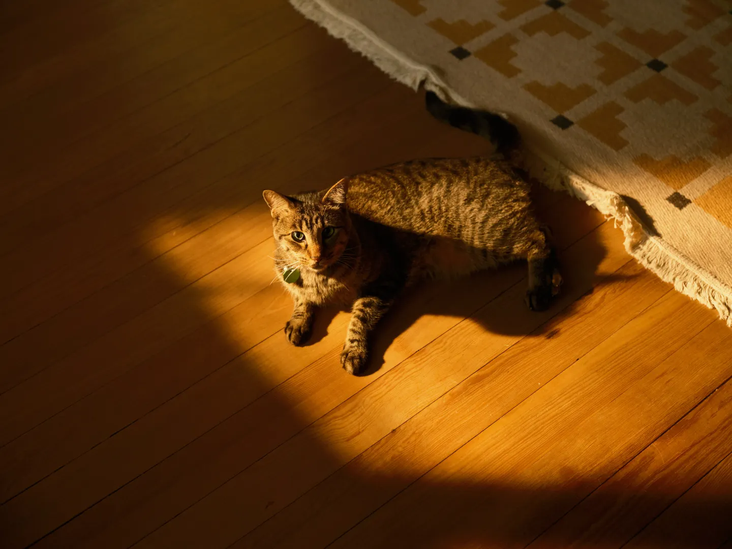 cat in the sun