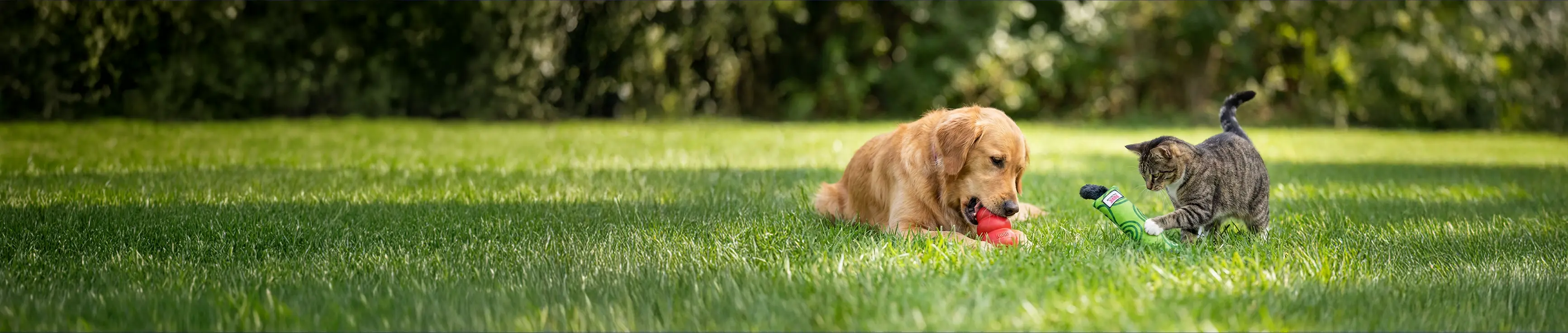 dog and cat with kong