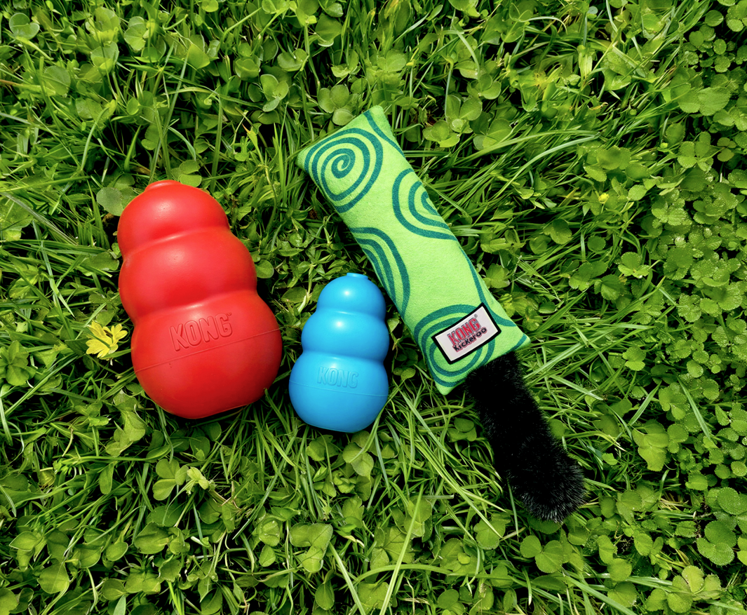 kong toys