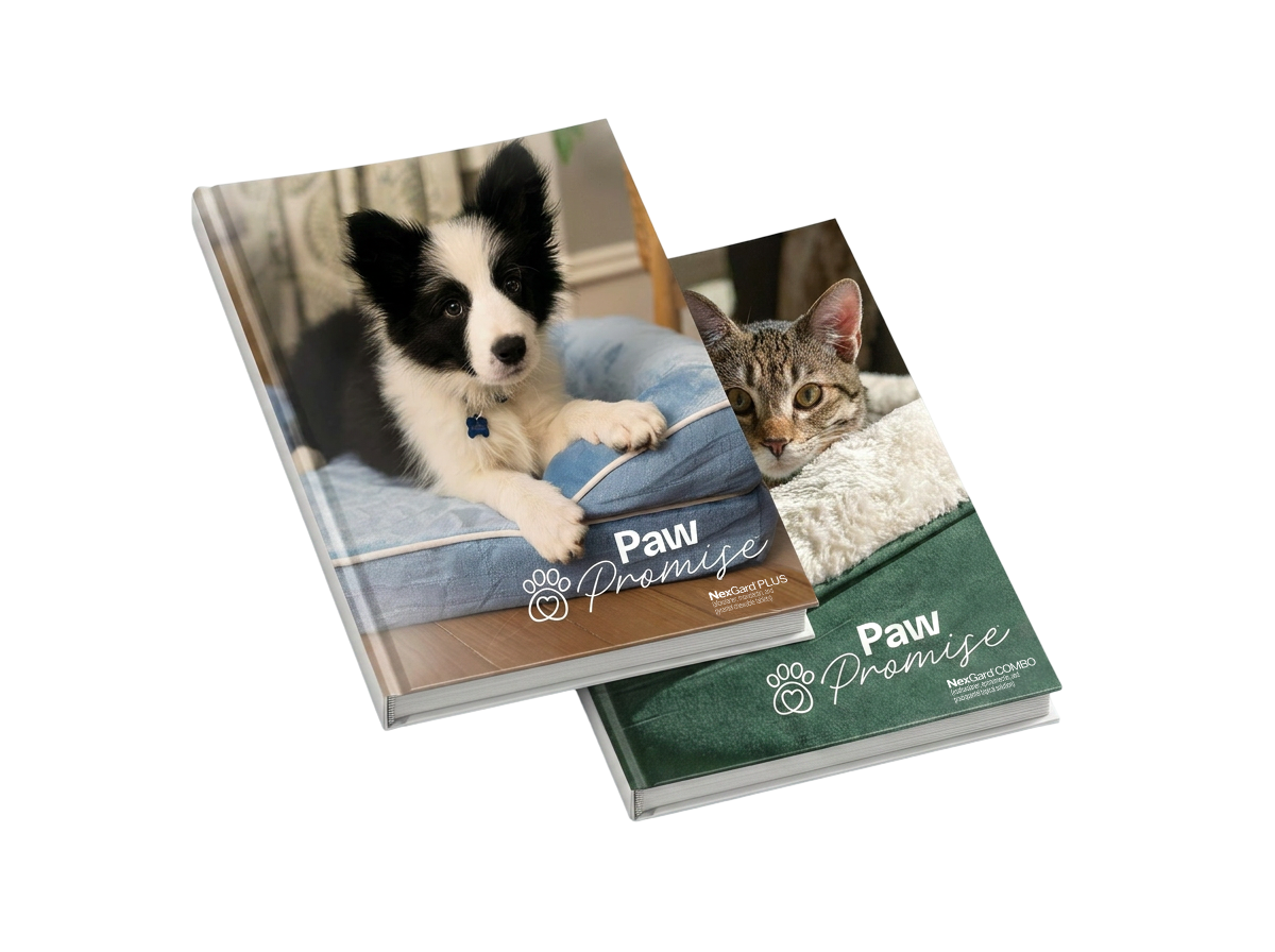 dog and cat