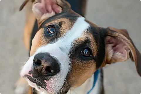 dog looking up