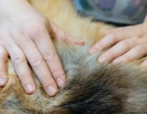 Do Ticks Burrow under Dog Skin? Uncover the Truth Now!
