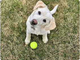 dog on error page