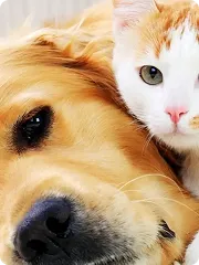 close up of cat and dog