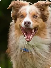 Dog running