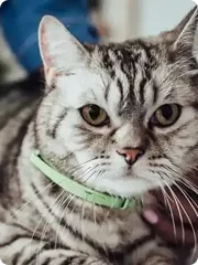 close up of cat
