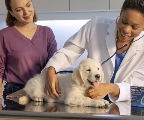 Puppy being checked by vet