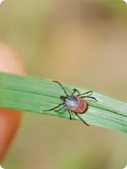 Tick on leaf