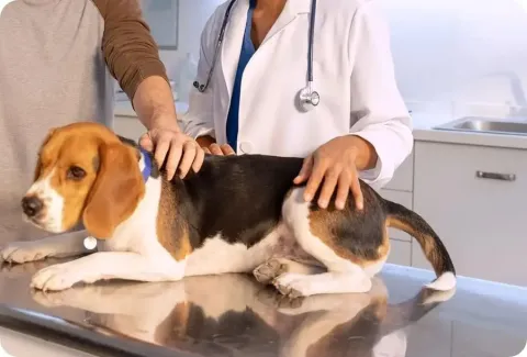 beagle on vet table
