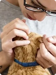 CanMyCatFleasThumb