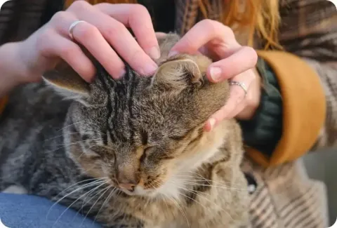 fleas - cat gets scracthes