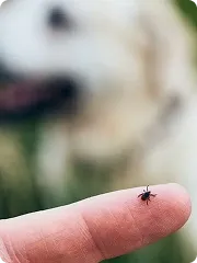 Get Rid Ticks Thumb