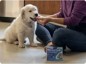 Giving puppy nexgard
