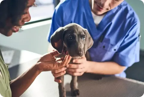 grey puppy at the vet