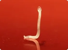 hookworm