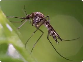 Mosquito on blade of grass