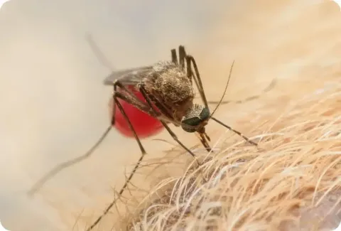mosquito
