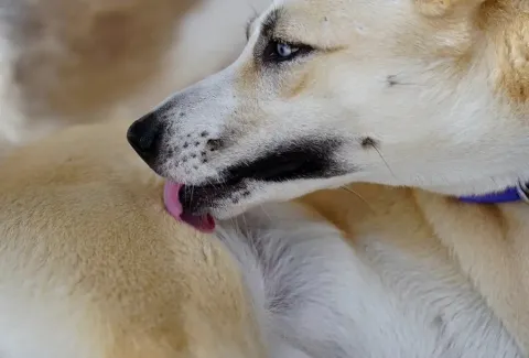 Parasites - dog licking itself