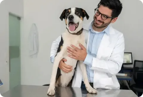 Parasites - vet hugs dog