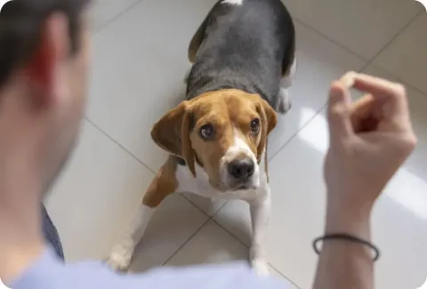 Pet owner holding nexgard with beagle