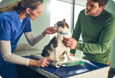 Tapeworm - cat on vets table