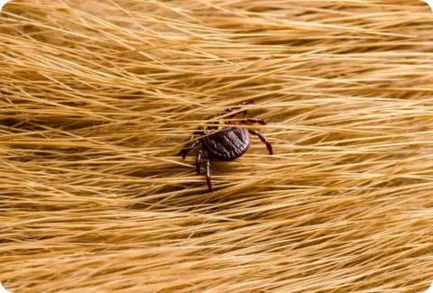 tick in puppy fur