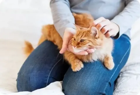 Ticks - Orange cat in lap