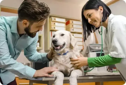 Ticks - vets examine dog