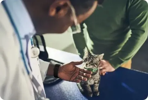 ticks and fleas - vet inspects kitten