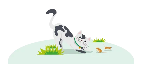 cat illustration