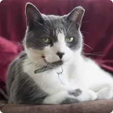 cat resting