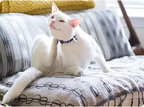 cat scratching