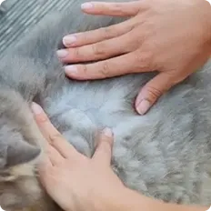 checking cat for fleas