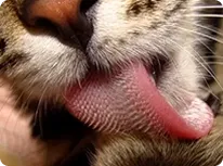 closeup of cat licking fur