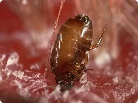 closeup of flea