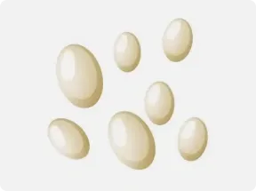 flea egg illustration