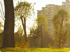 park with trees