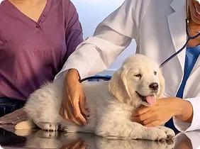puppy with owner and doctor