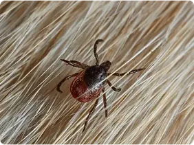 tick in animal fur