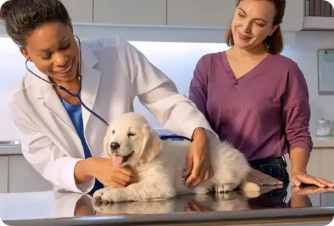 white labrador at vets