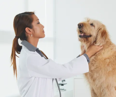 vet examining a dog
