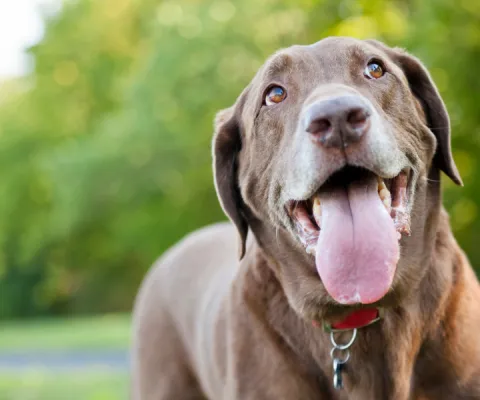brown dog with tongue out