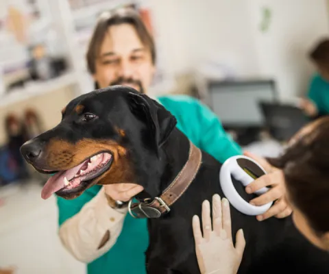 dog at the vet